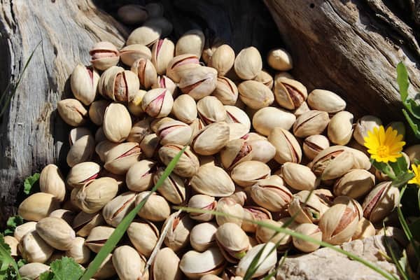 تصویر 2 از قیمت پسته فندقی خندان + خرید باور نکردنی
